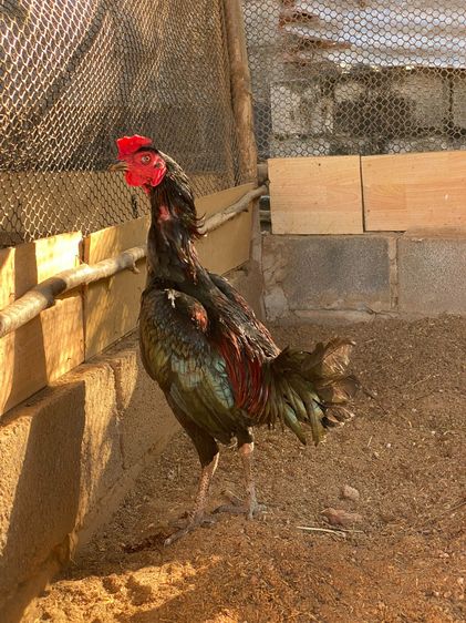 สายเลือดโกวเซ้ม ไก่หนุ่ม7เดือน มีคลิปตอนเตะเป้าตอน5เดือนครับ รูปที่ 4