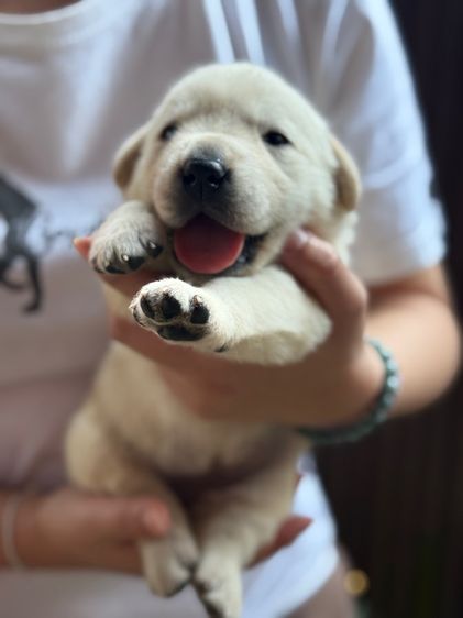 ลาบรา รูปที่ 3