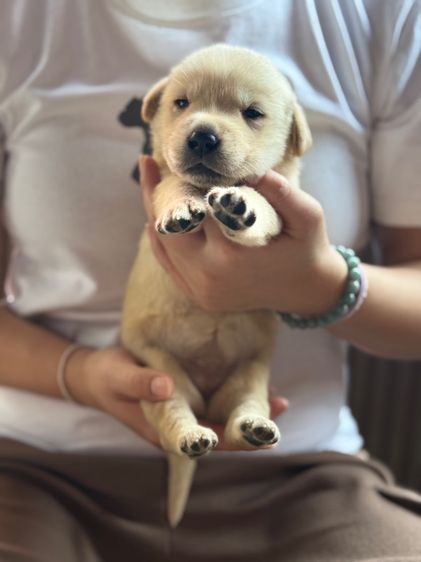 ลาบรา รูปที่ 4