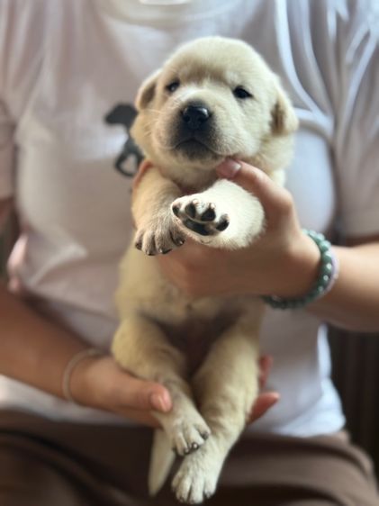 ลาบรา รูปที่ 2