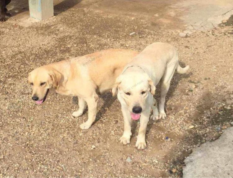 ลาบรา รูปที่ 5