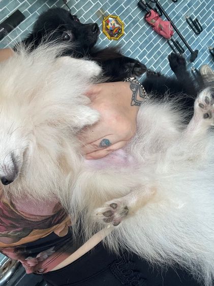 11 เดือน เพศผู้ รูปที่ 5