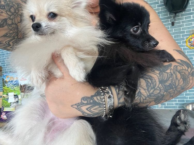 11 เดือน เพศผู้ รูปที่ 3