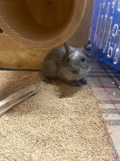 ชินชินล่าเเคระ รูปที่ 3