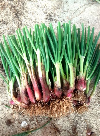 ต้นพันธุ์หอมบั่วเลย กิโลละ 150.- ชั่งแบบตัดใบ