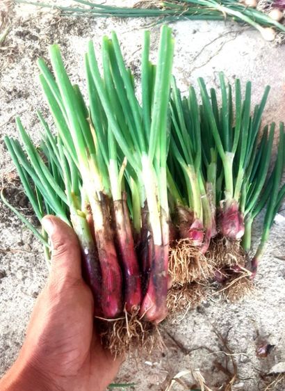 ต้นพันธุ์หอมบั่วเลย กิโลละ 150.- ชั่งแบบตัดใบ รูปที่ 2