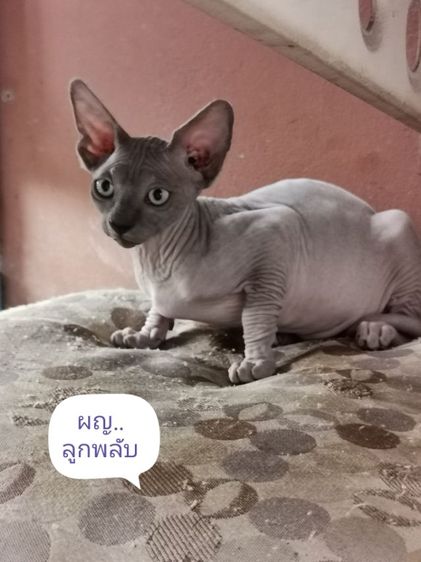 แมวสฟิงซ์​  พร้อมยายบ้านแล้ว รูปที่ 2