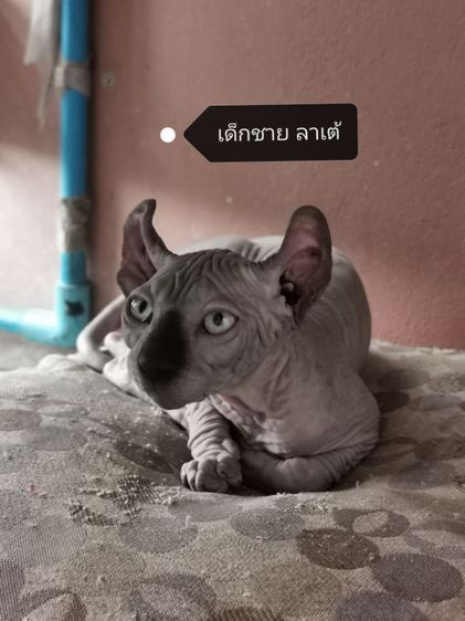 แมวสฟิงซ์​  พร้อมยายบ้านแล้ว รูปที่ 5