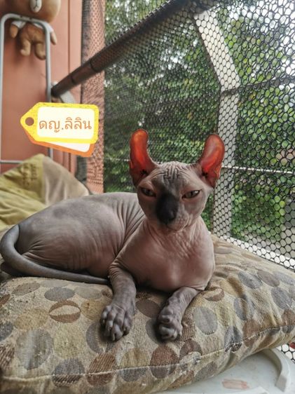 แมวสฟิงซ์​  พร้อมยายบ้านแล้ว รูปที่ 3