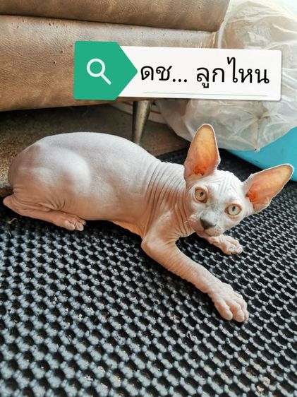 แมวสฟิงซ์​  พร้อมยายบ้านแล้ว รูปที่ 4