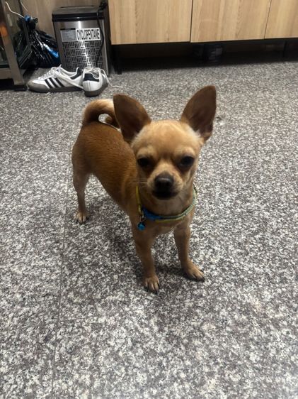 รับผสมพันธ์ุชิวาวา รูปที่ 5