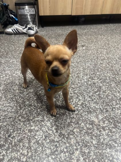 รับผสมพันธ์ุชิวาวา รูปที่ 3