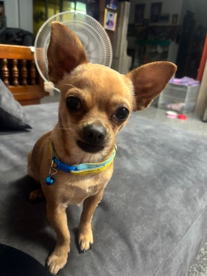 รับผสมพันธ์ุชิวาวา รูปที่ 2