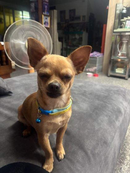 ชิวาวา (Chihuahua) เล็ก รับผสมพันธ์ุชิวาวา