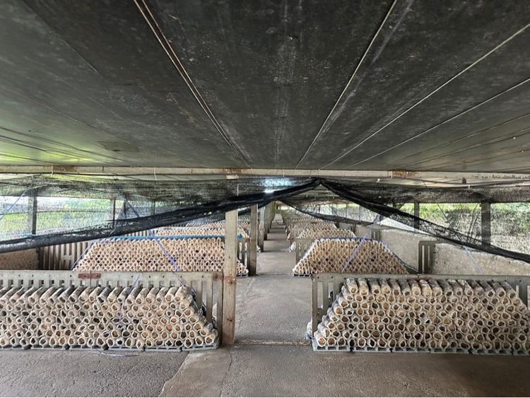 ไม่ใช่ ที่ดินบางเลน พร้อมโรงเรือน รูปที่ 3