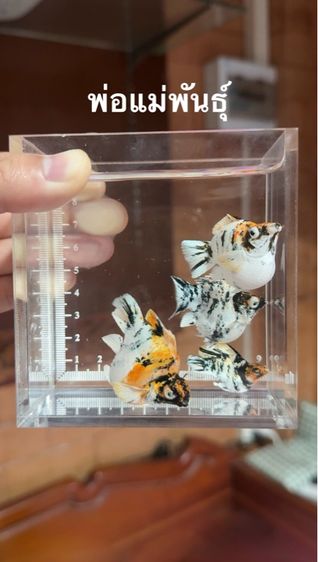 ปลาบอลลูน บ้านฉาง-ระยอง