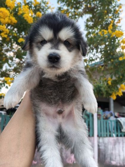 สุนัข รูปที่ 2