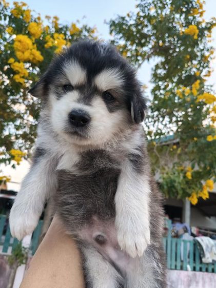 สุนัข รูปที่ 3