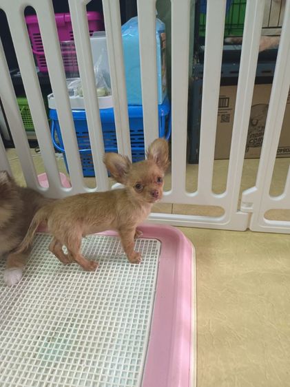 ชิวาวา รูปที่ 2