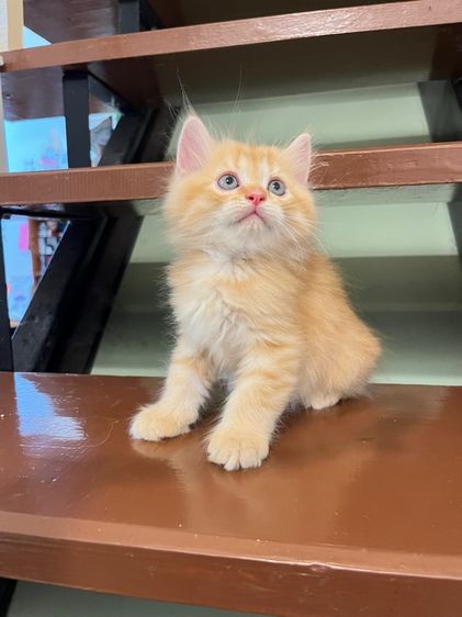 แมวเปอร์เซีย รูปที่ 2