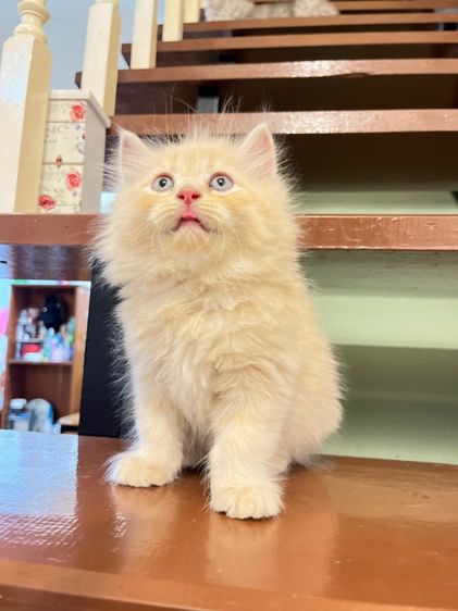 แมวเปอร์เซีย รูปที่ 15