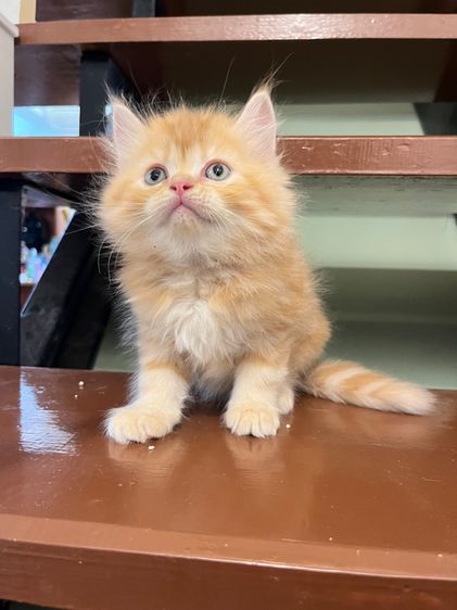 แมวเปอร์เซีย รูปที่ 13