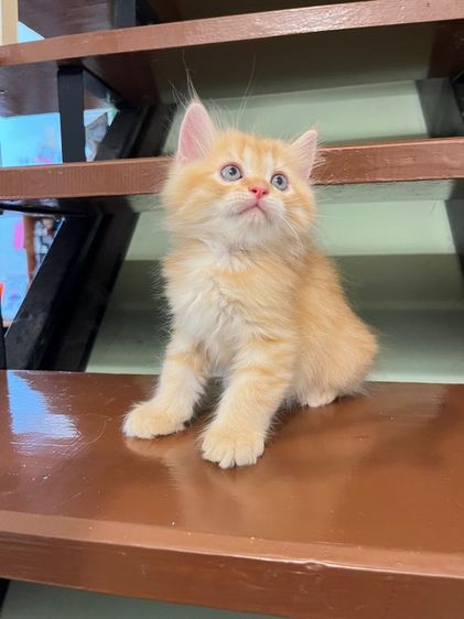 แมวเปอร์เซีย รูปที่ 3