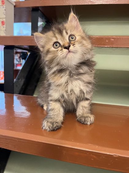 แมวเปอร์เซีย รูปที่ 8