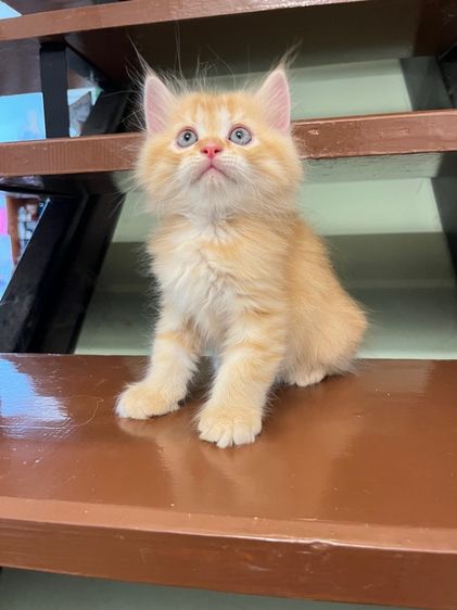 แมวเปอร์เซีย รูปที่ 5