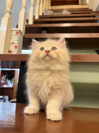 แมวเปอร์เซีย รูปที่ 17