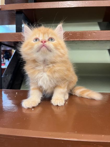 แมวเปอร์เซีย รูปที่ 12