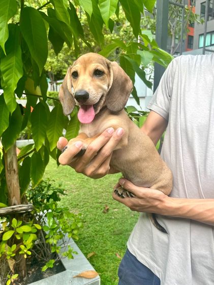 ดัชชุน มินิ (เพศผู้) รูปที่ 13