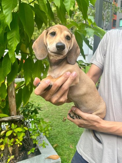 ดัชชุน มินิ (เพศผู้) รูปที่ 15