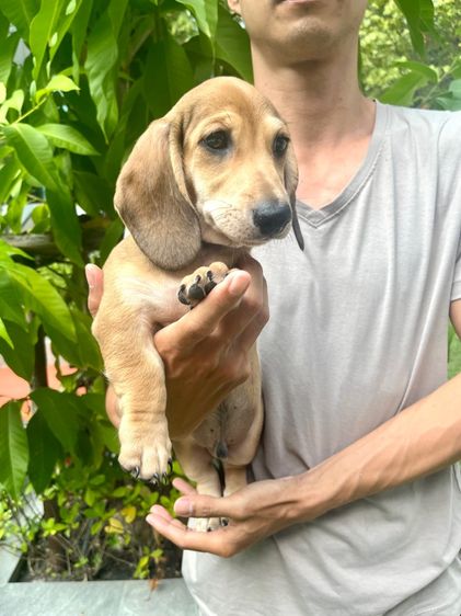 ดัชชุน มินิ (เพศผู้) รูปที่ 18