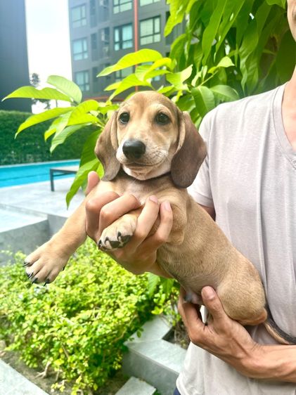 ดัชชุน มินิ (เพศผู้) รูปที่ 2