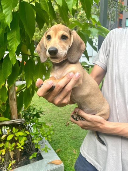 ดัชชุน มินิ (เพศผู้) รูปที่ 14