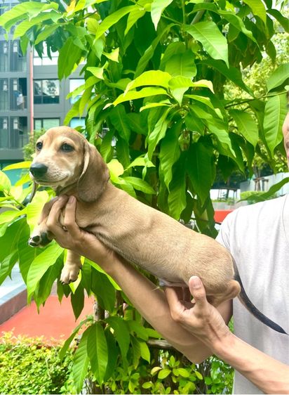 ดัชชุน มินิ (เพศผู้) รูปที่ 5