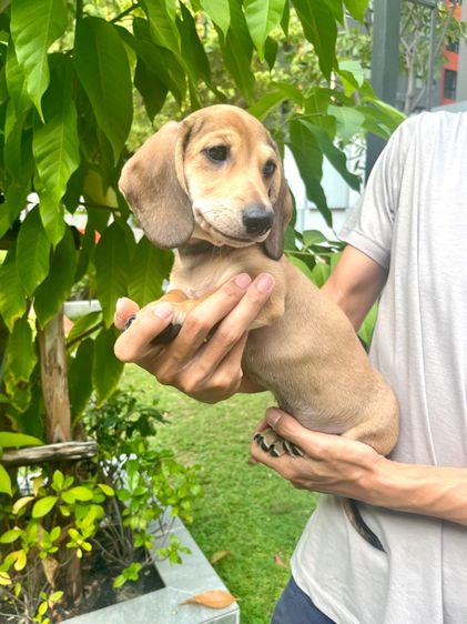 ดัชชุน มินิ (เพศผู้) รูปที่ 16