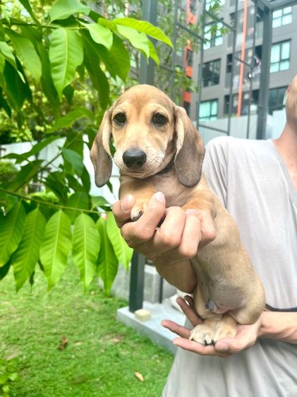 ดัชชุน มินิ (เพศผู้)