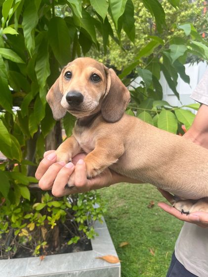 ดัชชุน มินิ (เพศผู้) รูปที่ 7