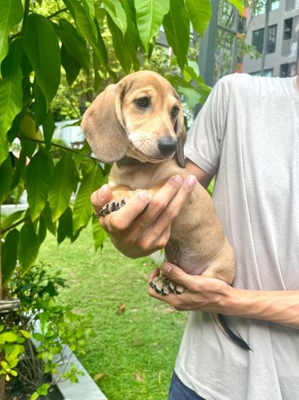 ดัชชุน มินิ (เพศผู้) รูปที่ 8