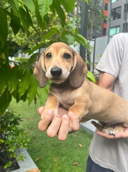 ดัชชุน มินิ (เพศผู้) รูปที่ 6