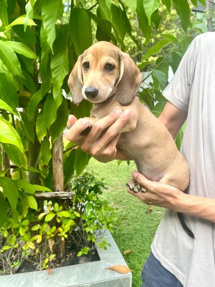 ดัชชุน มินิ (เพศผู้) รูปที่ 9