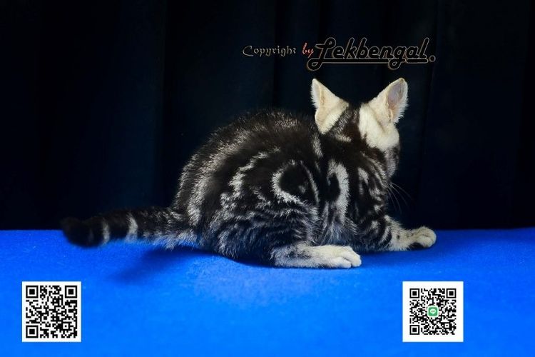 ขายลูกแมวสวยและน่ารักเพศเมีย (หุ่นกระปุกหมู) อเมริกันชอตแฮร์ อายุเกือบ 2 เดือน สีซิลเวอร์ วัคซีนแล้ว รูปที่ 4