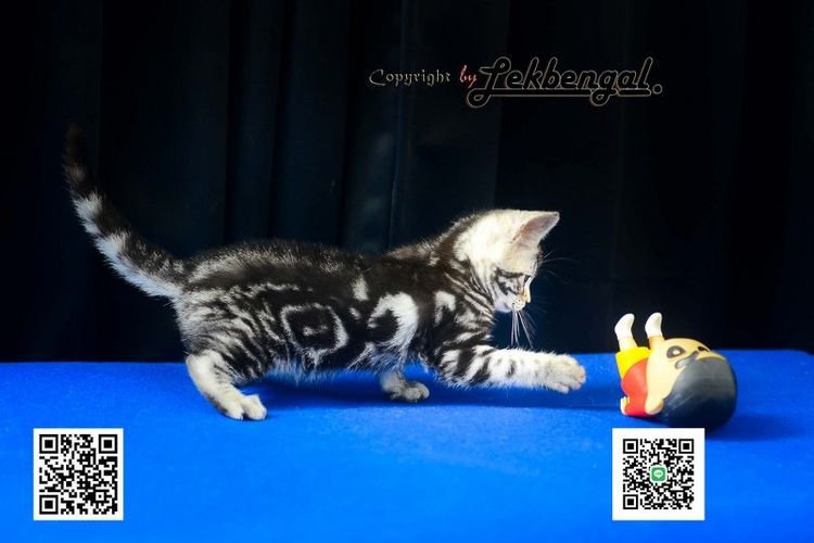 ขายลูกแมวสวยและน่ารักเพศเมีย (หุ่นกระปุกหมู) อเมริกันชอตแฮร์ อายุเกือบ 2 เดือน สีซิลเวอร์ วัคซีนแล้ว รูปที่ 7