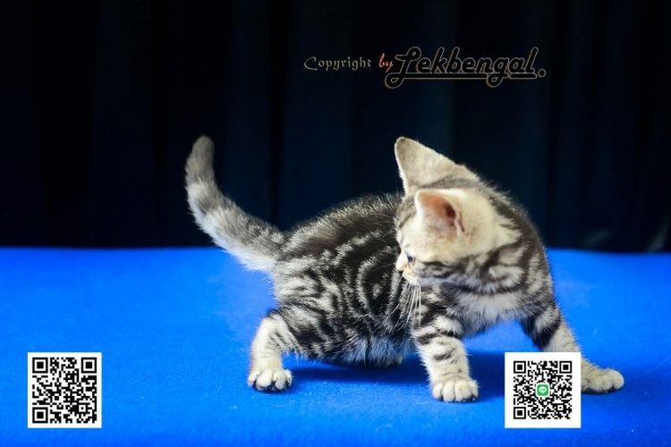 ขายลูกแมวสวยและน่ารักเพศเมีย (หุ่นกระปุกหมู) อเมริกันชอตแฮร์ อายุเกือบ 2 เดือน สีซิลเวอร์ วัคซีนแล้ว รูปที่ 2