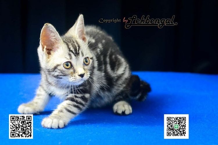 ขายลูกแมวสวยและน่ารักเพศเมีย (หุ่นกระปุกหมู) อเมริกันชอตแฮร์ อายุเกือบ 2 เดือน สีซิลเวอร์ วัคซีนแล้ว รูปที่ 3