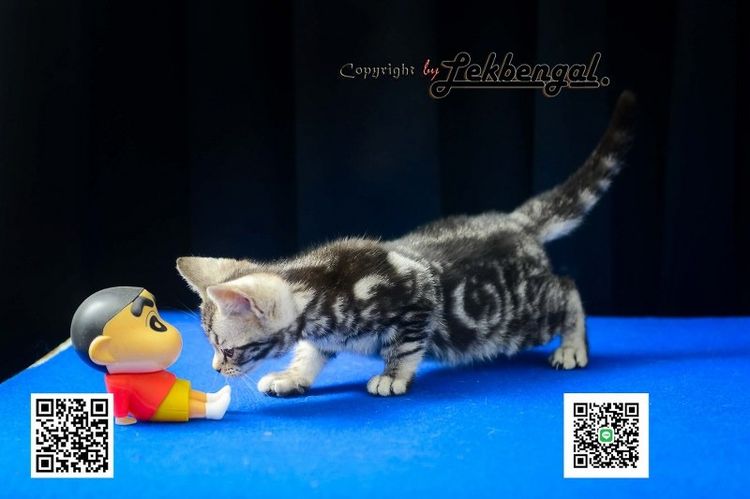 ขายลูกแมวสวยและน่ารักเพศเมีย (หุ่นกระปุกหมู) อเมริกันชอตแฮร์ อายุเกือบ 2 เดือน สีซิลเวอร์ วัคซีนแล้ว รูปที่ 6