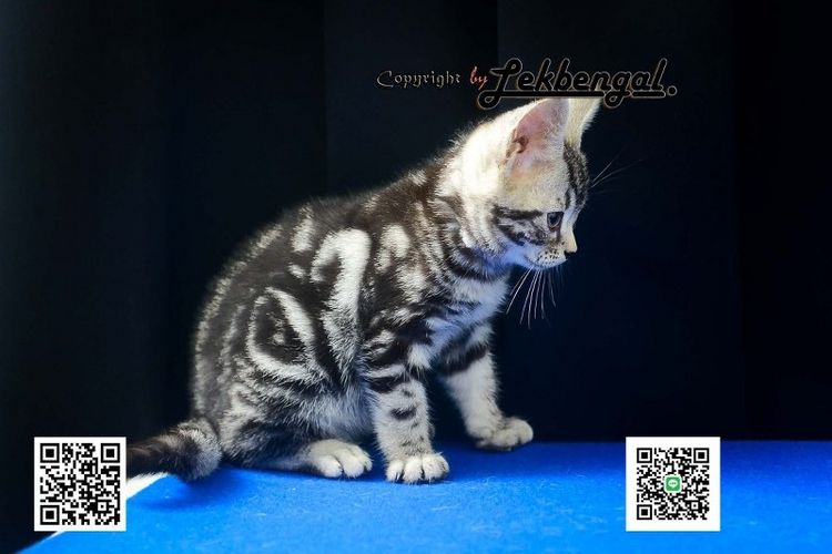 ขายลูกแมวสวยและน่ารักเพศเมีย (หุ่นกระปุกหมู) อเมริกันชอตแฮร์ อายุเกือบ 2 เดือน สีซิลเวอร์ วัคซีนแล้ว รูปที่ 5