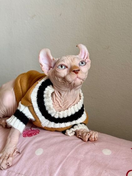 สฟิงซ์ เพศผู้ หูพลิก รูปที่ 6